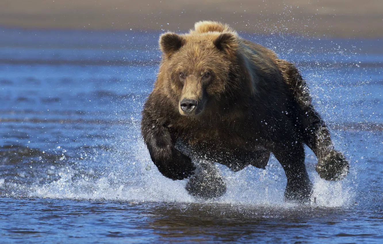 Photo wallpaper water, squirt, bear, running, the Bruins, running bear