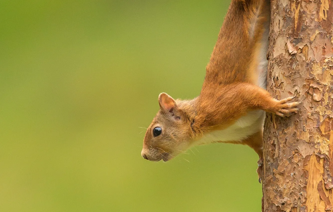 Photo wallpaper trees, protein, red
