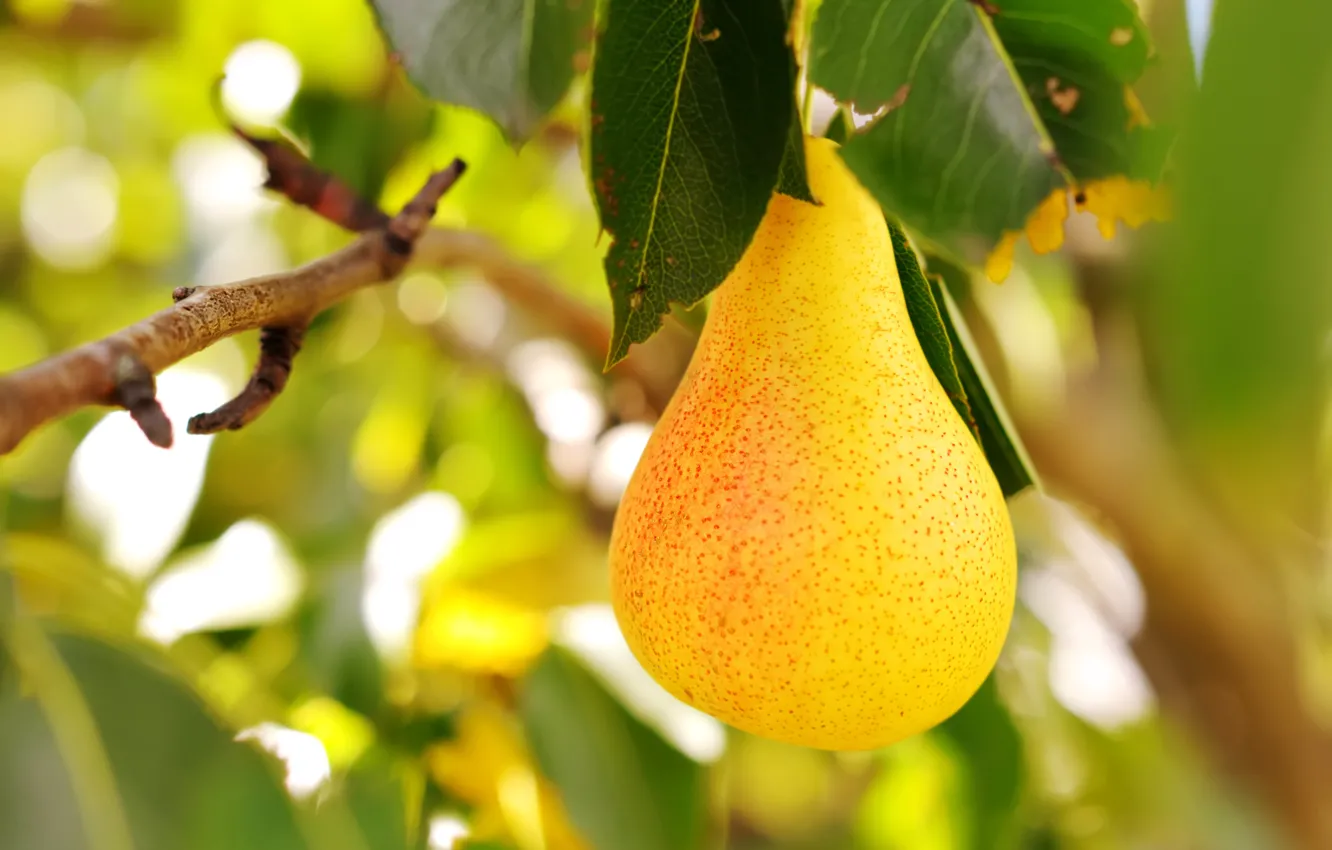 Photo wallpaper the sun, food, blur, garden, fruit, pear, vitamins, dumb-dumb