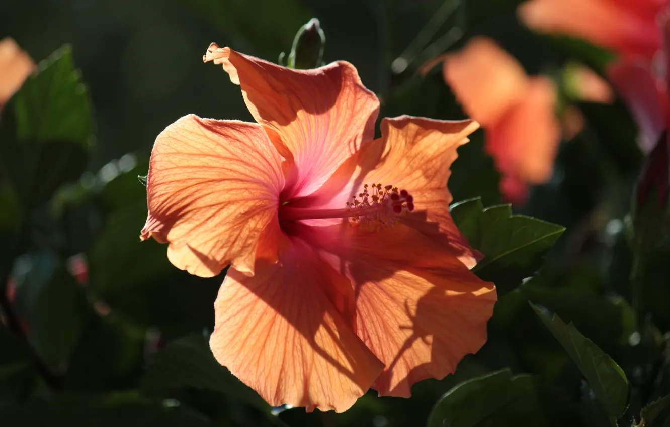 Photo wallpaper hibiscus, light, orange, leaves