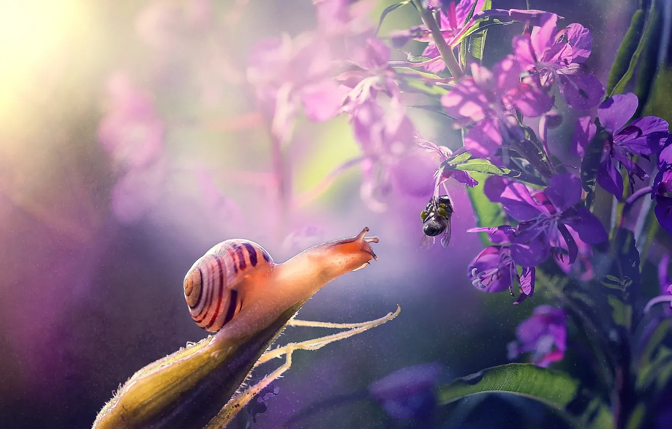 Photo wallpaper macro, flowers, nature, bee, snail, Julia Voinich, Julia Voynich