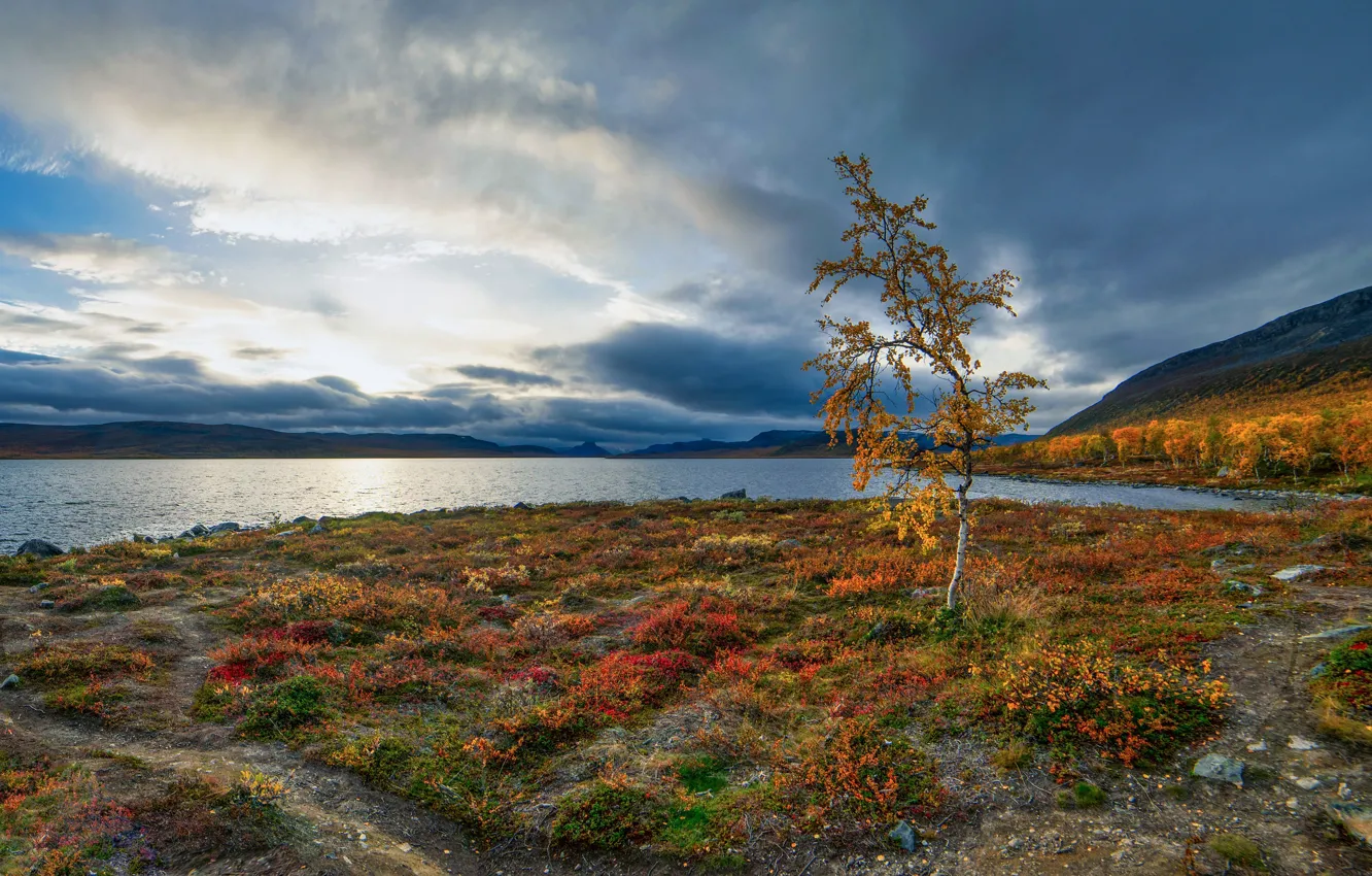 Photo wallpaper autumn, lake, birch, tree, Finland, Finland, Lapland, Lapland