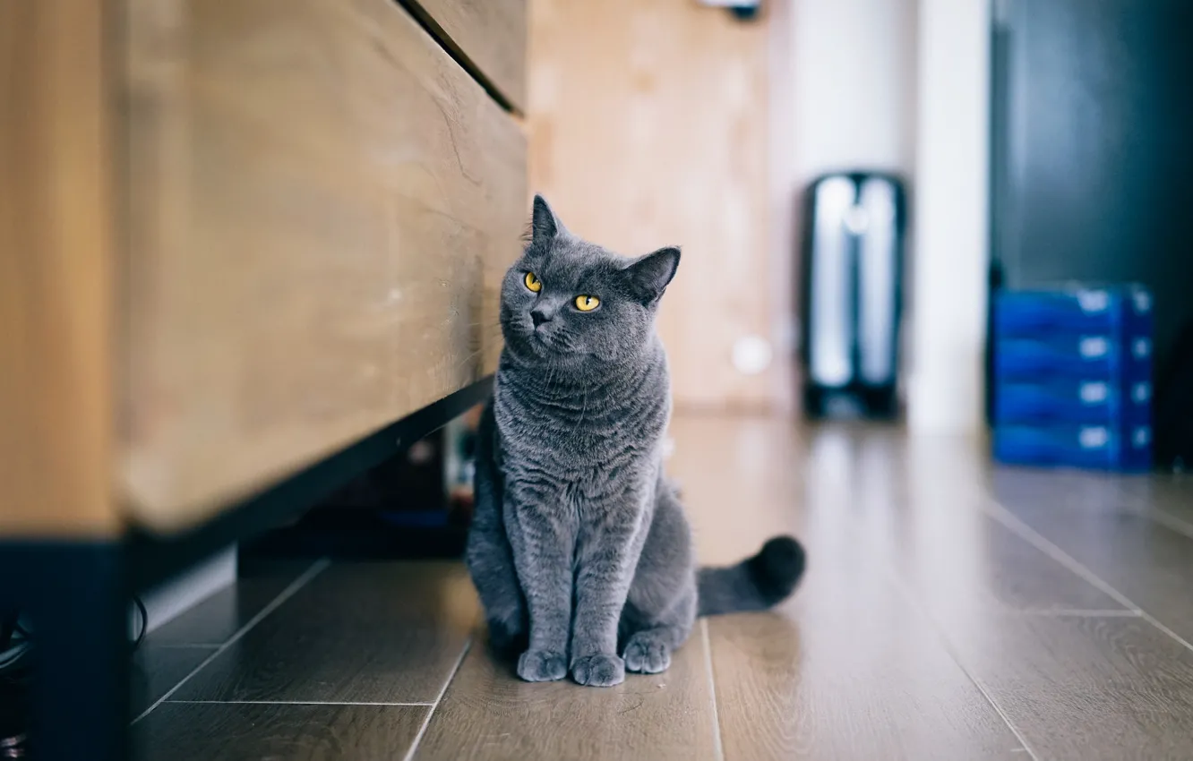 Photo wallpaper cat, grey, sitting, looks, British