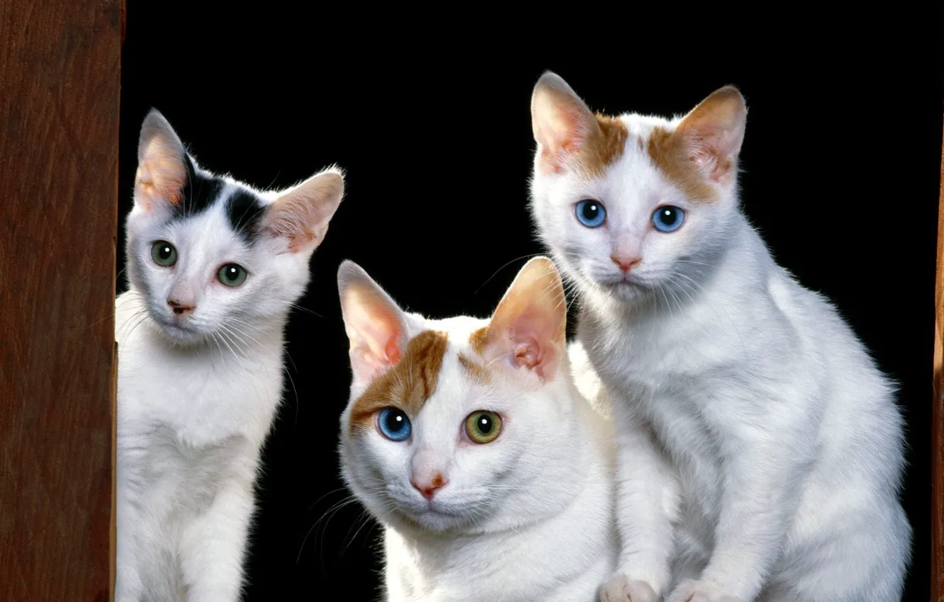 Photo wallpaper animals, kittens
