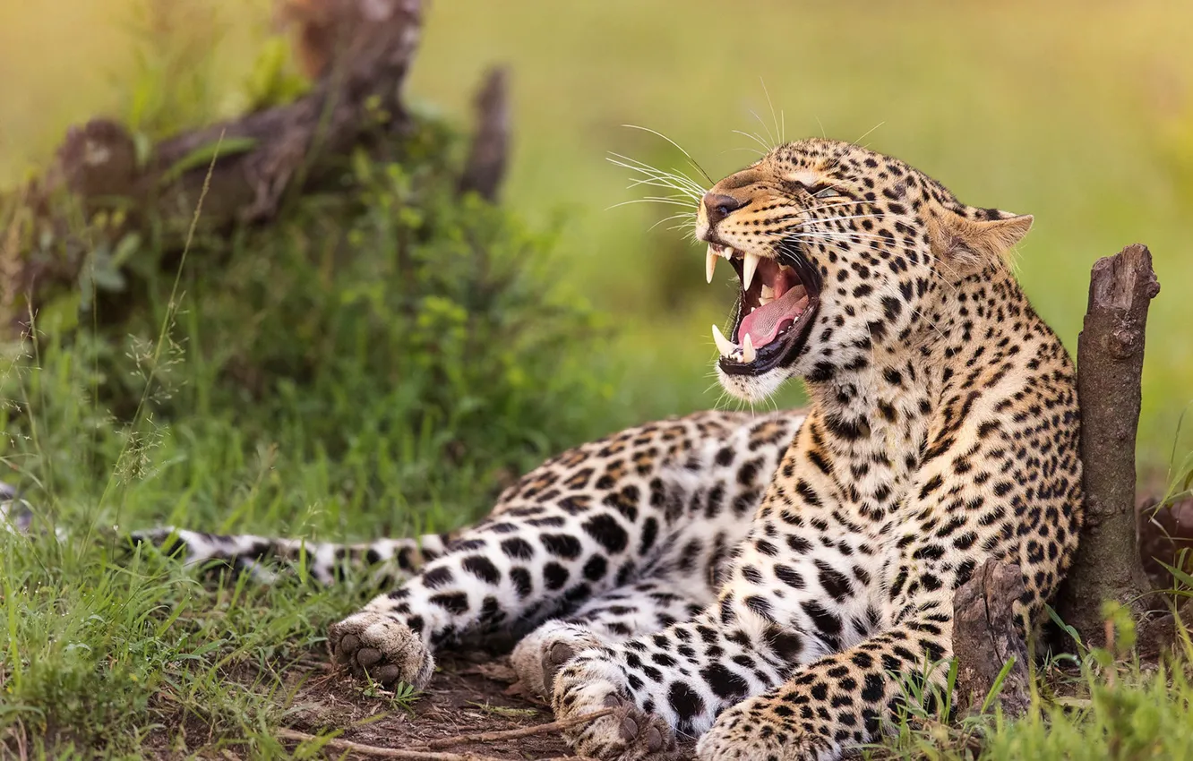 Photo wallpaper leopard, fangs, grin, wild cat