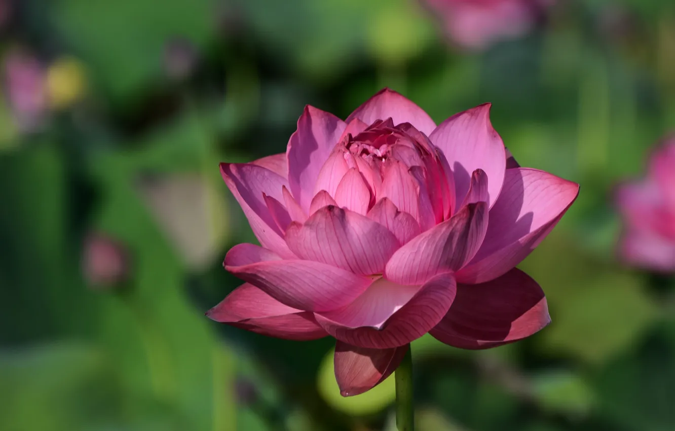 Photo wallpaper close-up, petals, Lotus, bokeh
