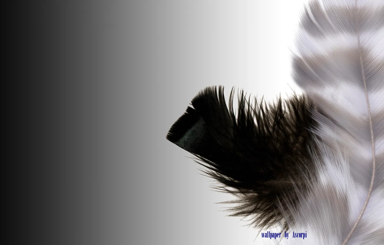 Photo wallpaper white, black, feathers