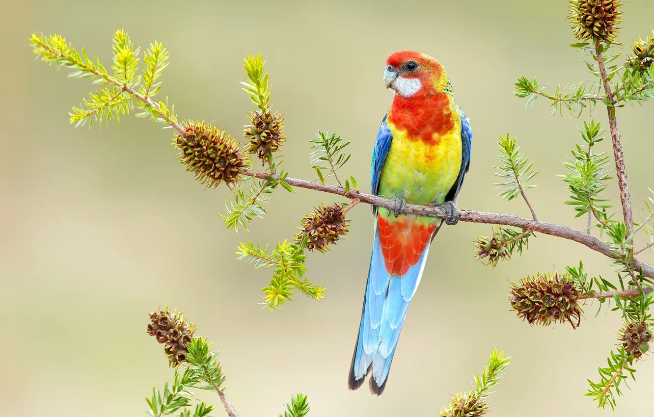 Photo wallpaper bright, bird, branch, parrot