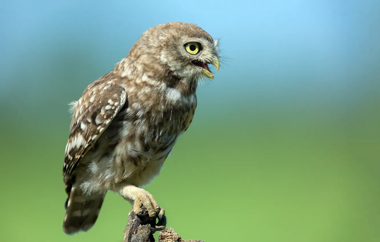 Photo wallpaper bird, stump, predator