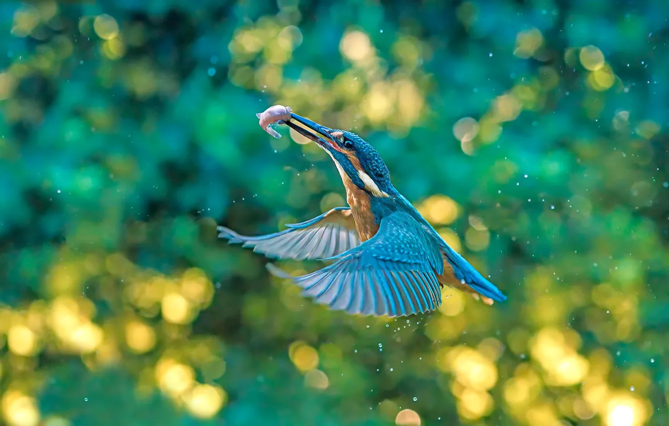 Photo wallpaper drops, bird, fishing, fish, bokeh, Kingfisher