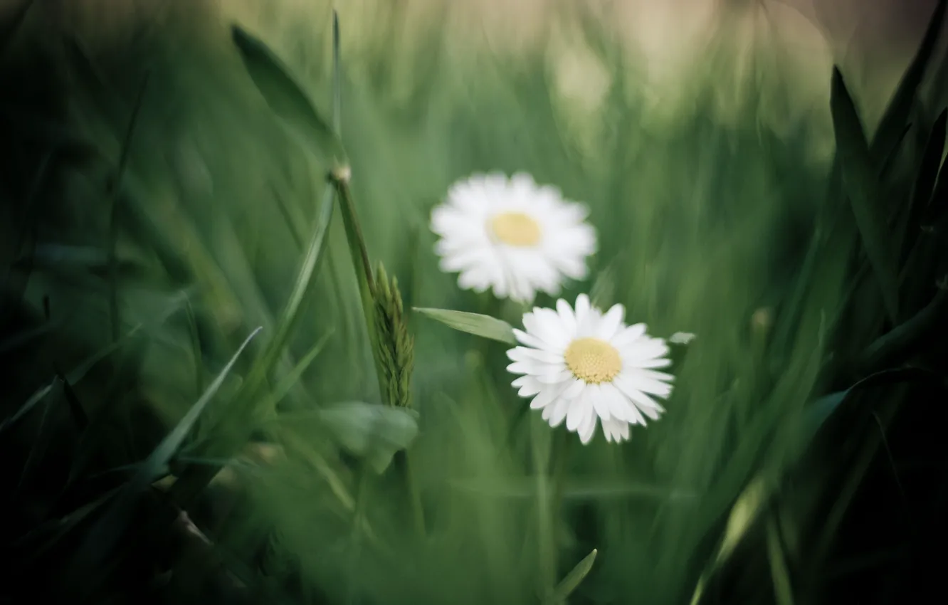 Photo wallpaper greens, grass, macro, flowers, chamomile, petals, blur, white