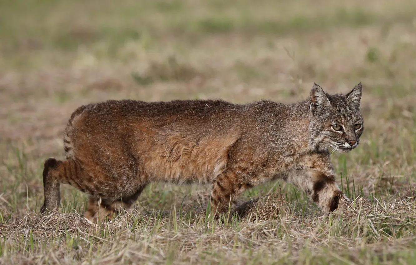 Photo wallpaper predator, hunting, lynx
