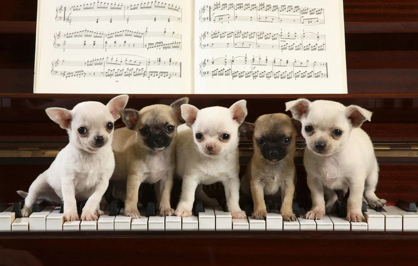 Photo wallpaper notes, the game, piano, keys, puppies