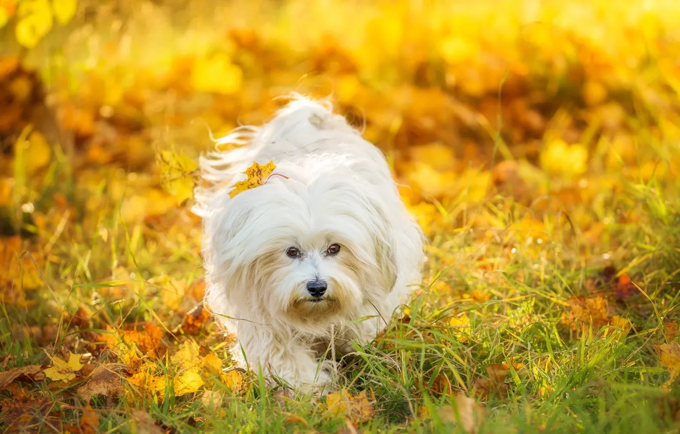 Photo wallpaper autumn, each, dog