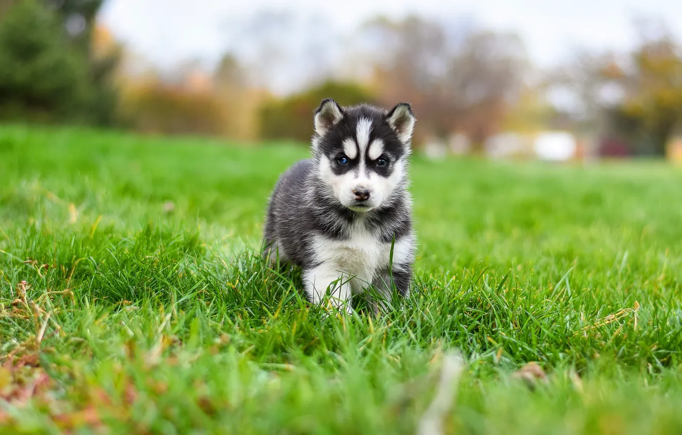 Photo wallpaper grass, pose, background, glade, dog, baby, puppy, walk