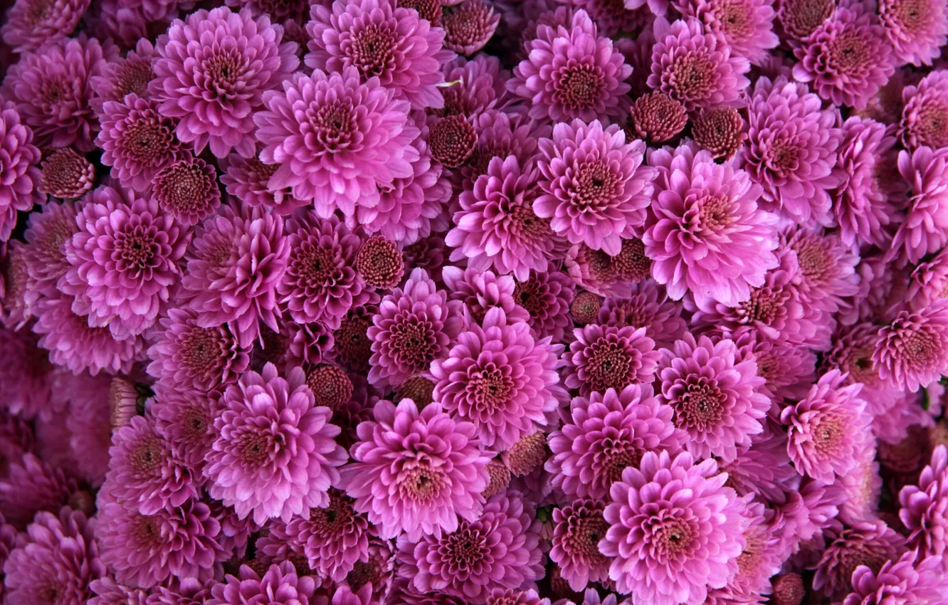 Photo wallpaper flowers, background, texture, pink, chrysanthemum, flora