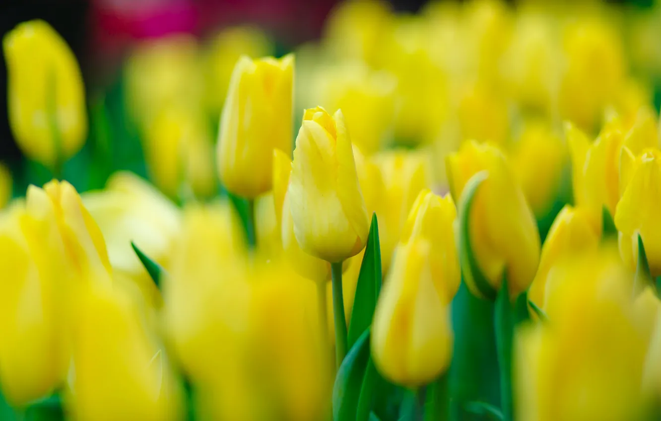 Photo wallpaper flowers, yellow, blur, spring, tulips, buds, bokeh
