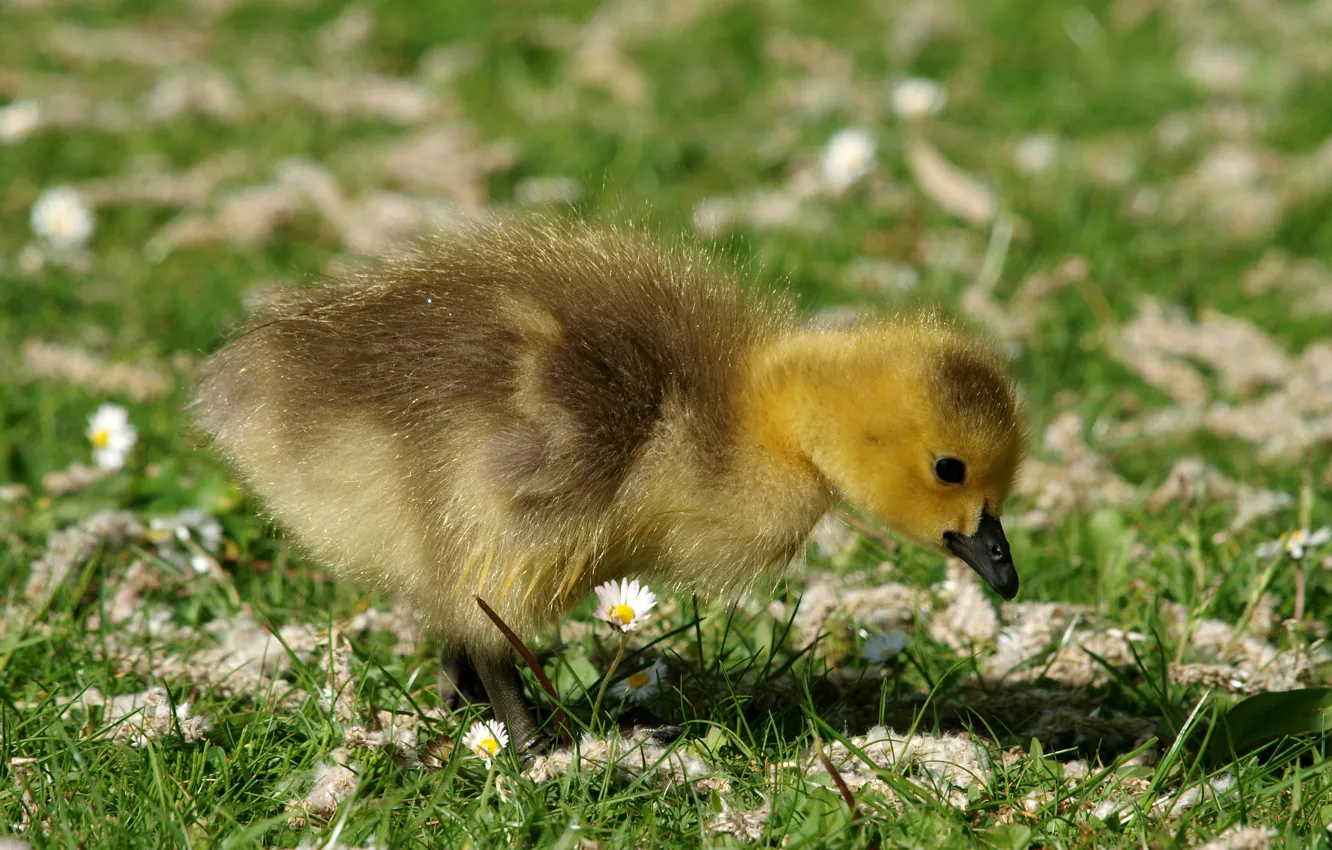 Photo wallpaper grass, blur, chick, Gosling