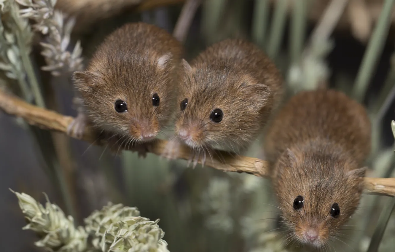 Photo wallpaper mouse, spikelets, trio, baby