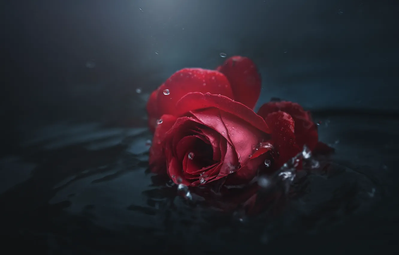 Photo wallpaper flower, water, drops, the dark background, rose, Bud, red, is in the water