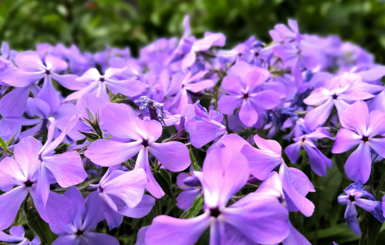 Photo wallpaper purple, summer, flowers, nature