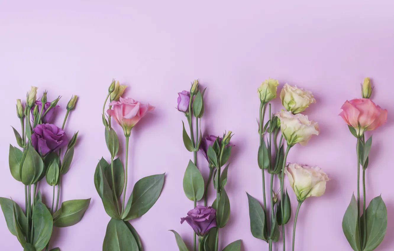 Photo wallpaper flowers, background, pink, flowers, purple, eustoma, eustoma