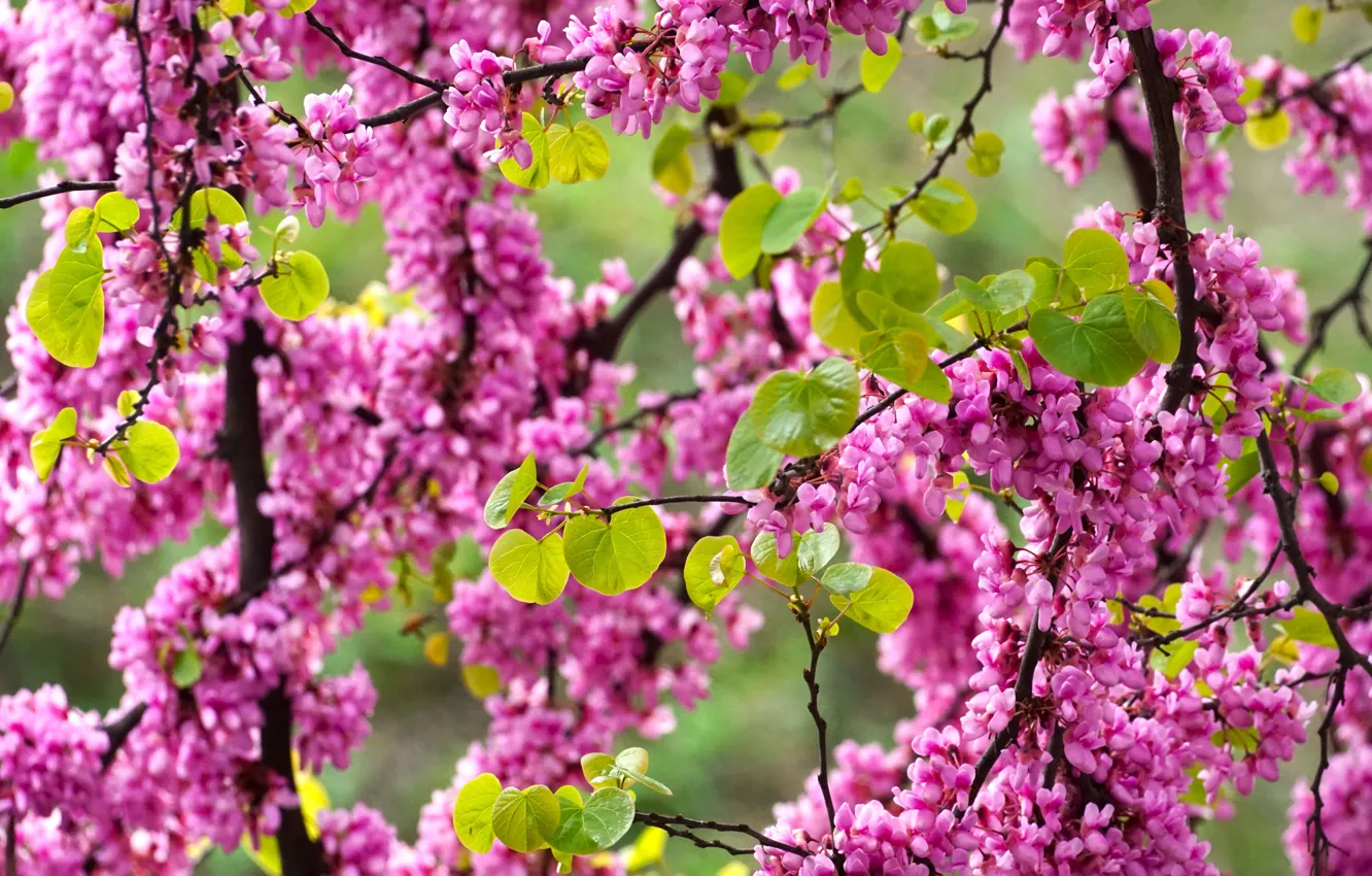 Photo wallpaper flowers, pink, vines