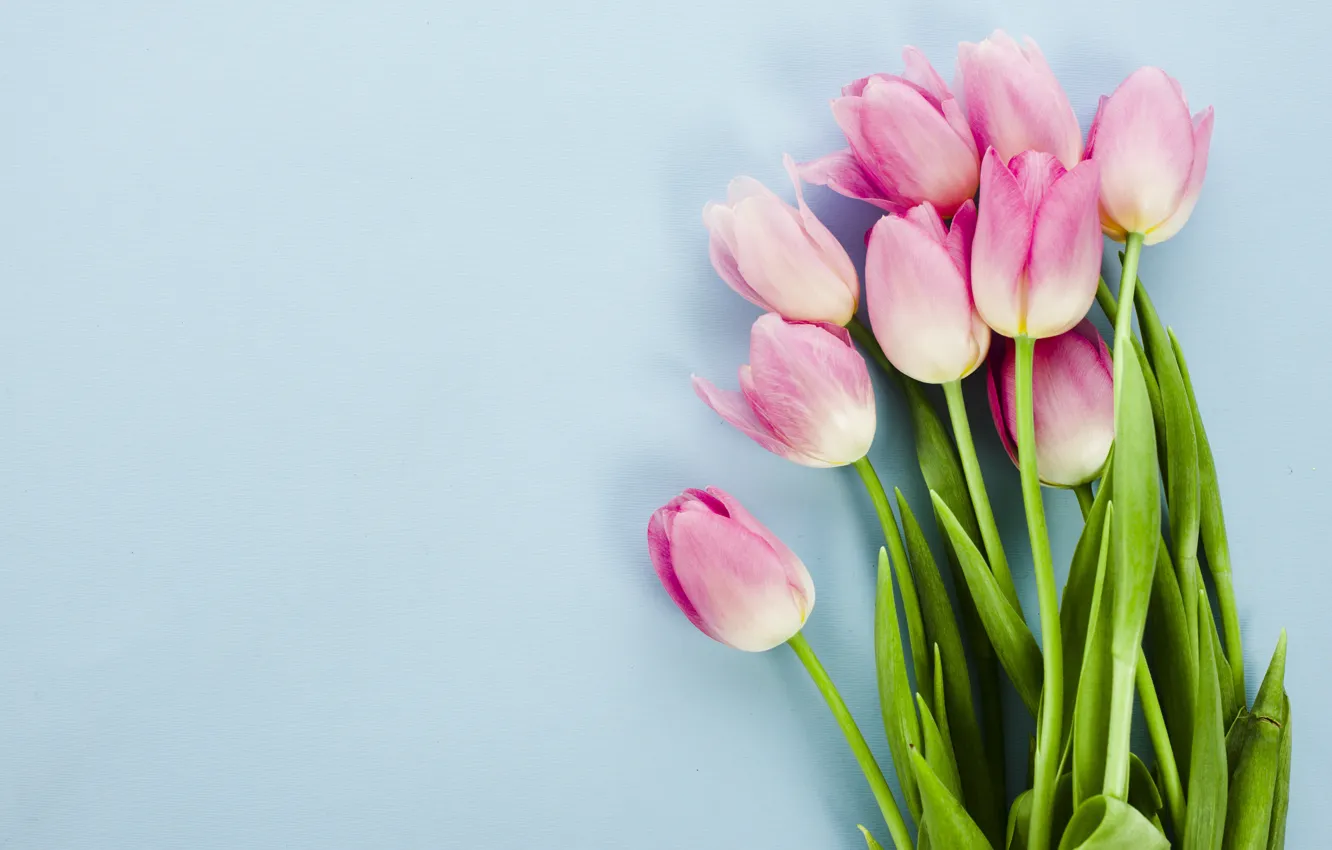 Photo wallpaper flowers, tulips, pink, pink, flowers, tulips, spring