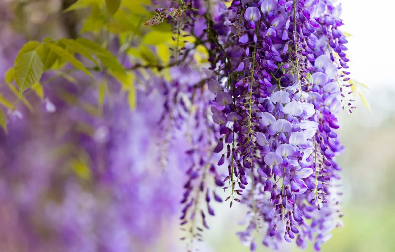 Photo wallpaper flowers, branches, nature, color, beauty, spring, garden, purple