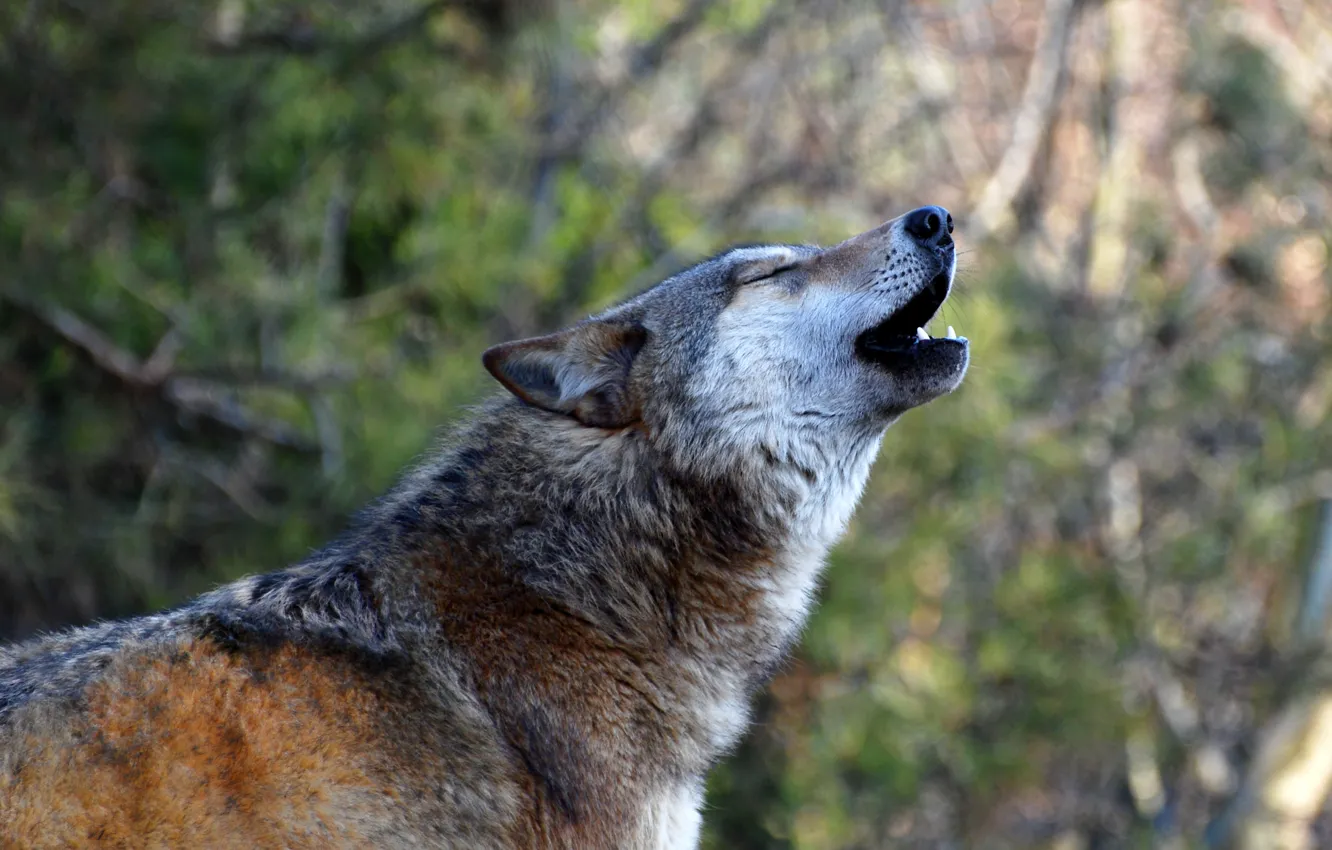 Photo wallpaper wolf, profile, howling