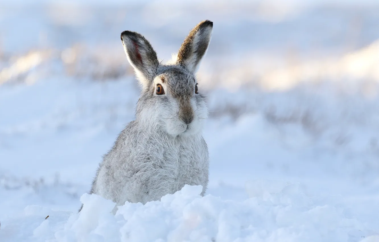 Photo wallpaper winter, snow, hare
