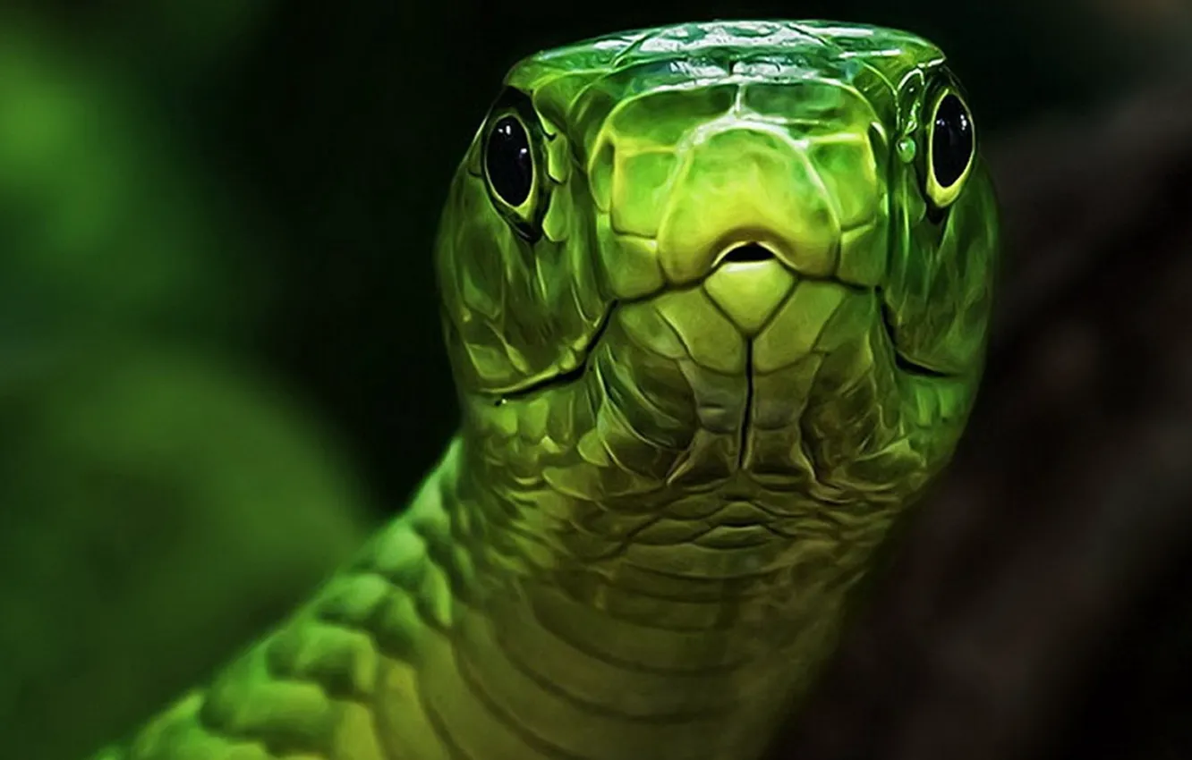 Photo wallpaper eyes, snake, head, green