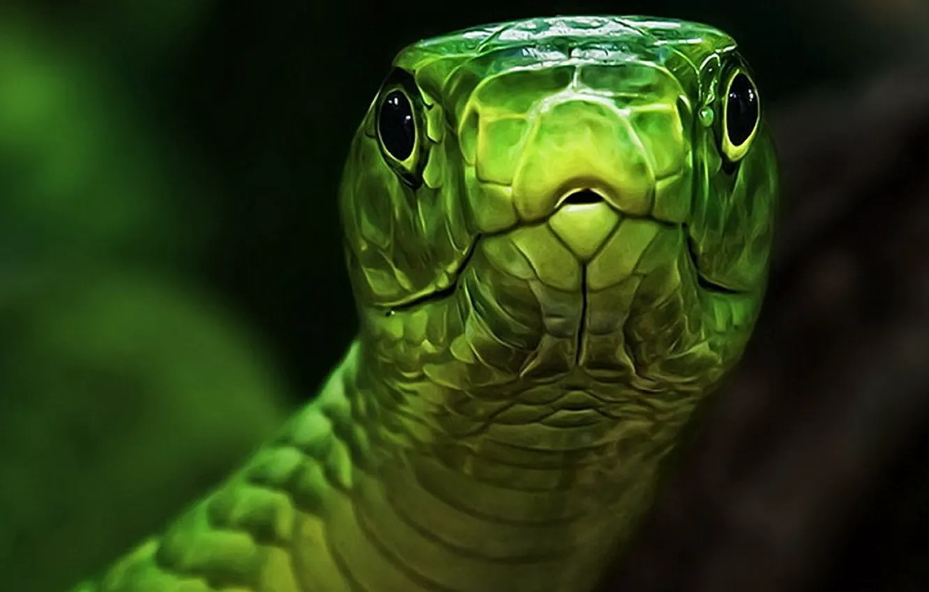 Photo wallpaper eyes, green, snake, head