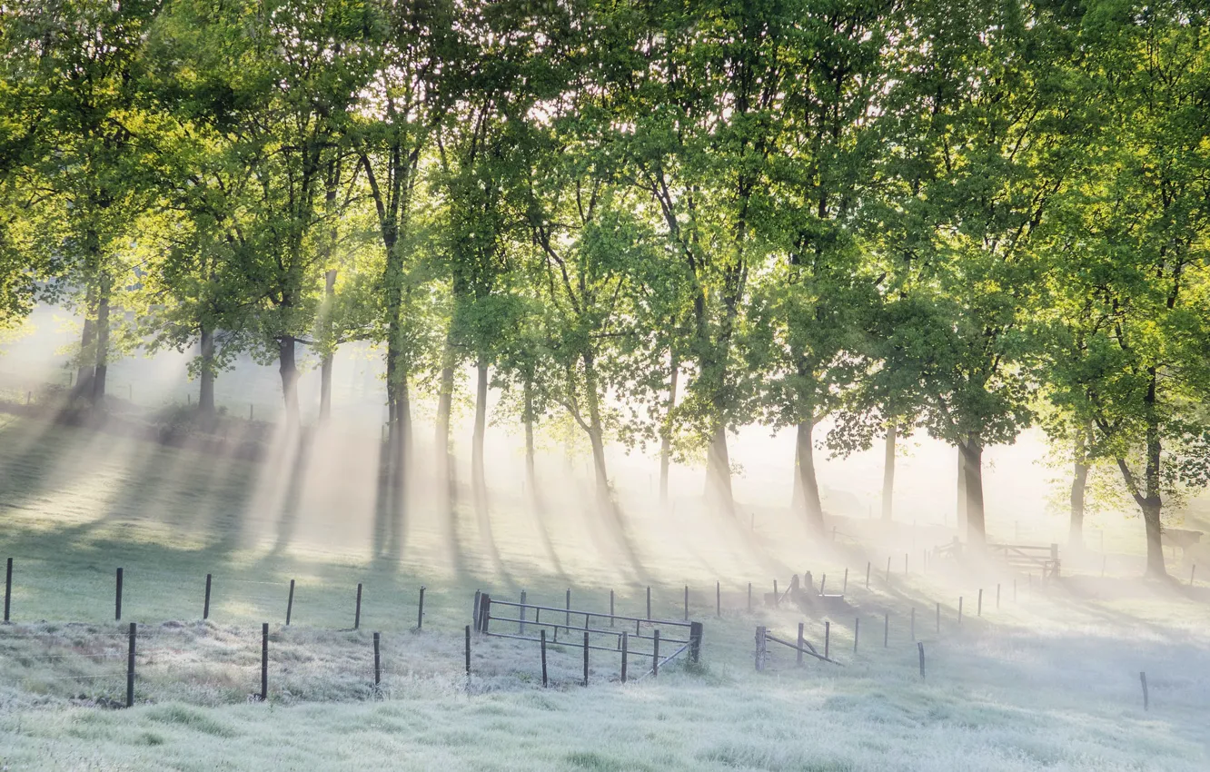 Photo wallpaper fog, morning, Nederland, Gelderland, Arnhem