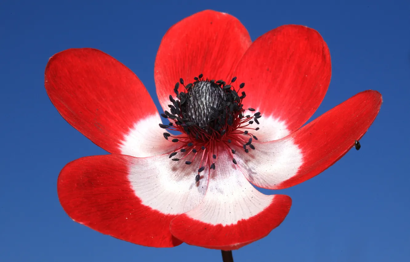 Photo wallpaper the sky, flowers, Mac, petals