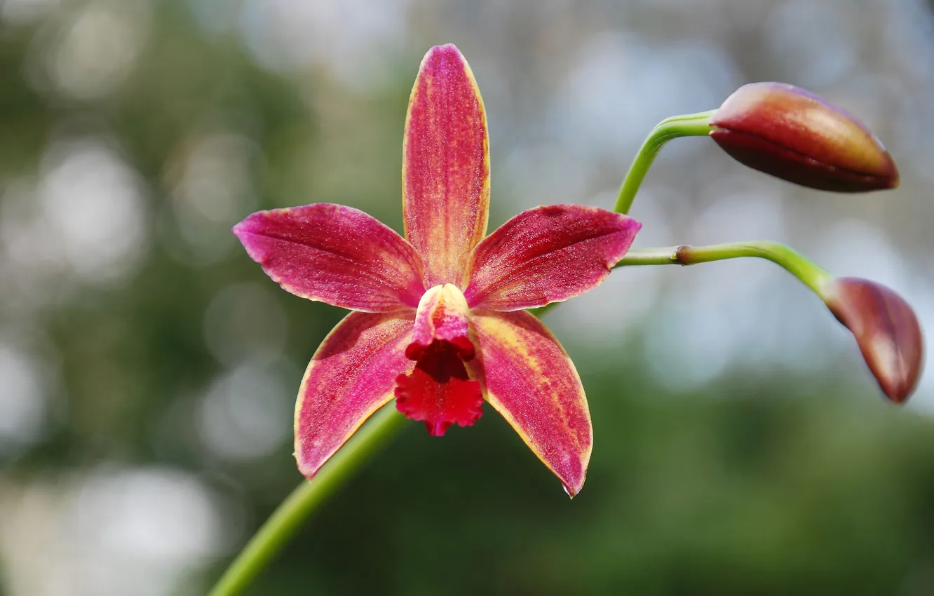 Photo wallpaper flowers, nature, petals, stem