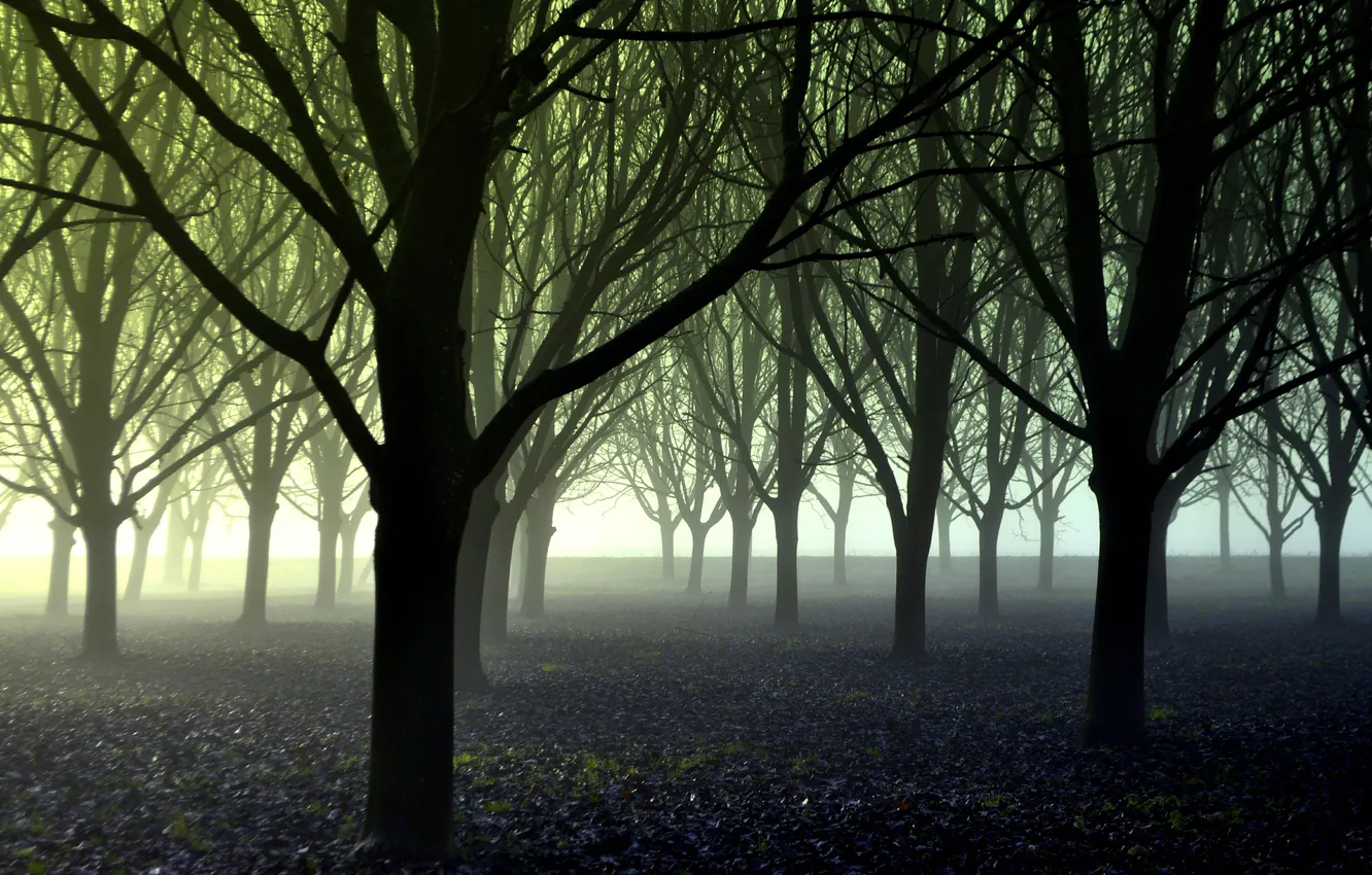 Photo wallpaper forest, trees, fog, landing
