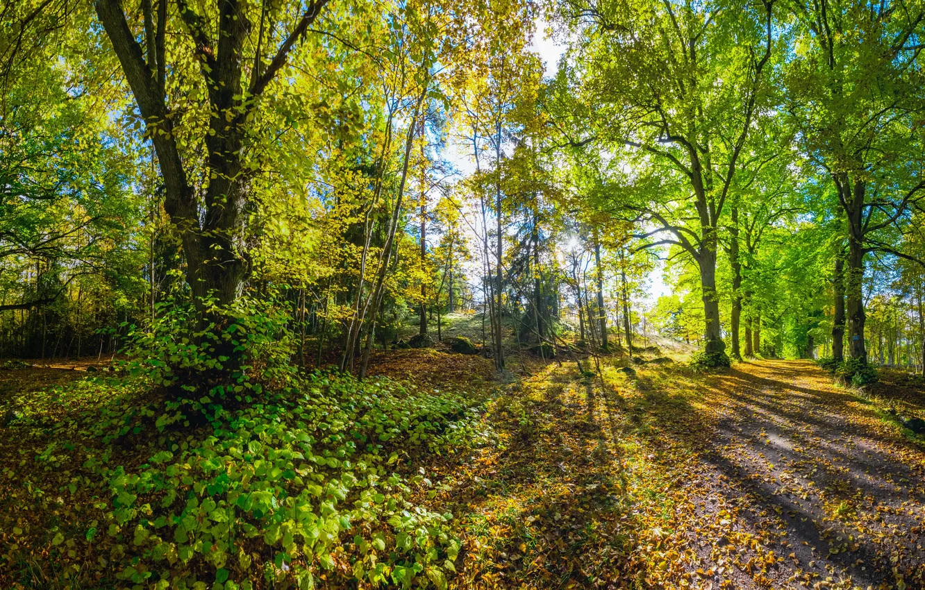 Photo wallpaper autumn, forest, grass, leaves, trees, Park, moss, Sunny