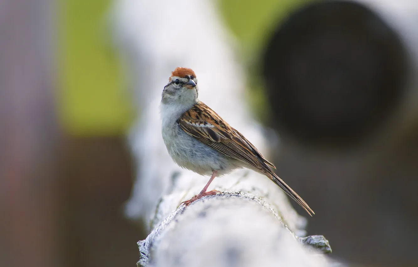 Photo wallpaper background, bird, Sparrow, common