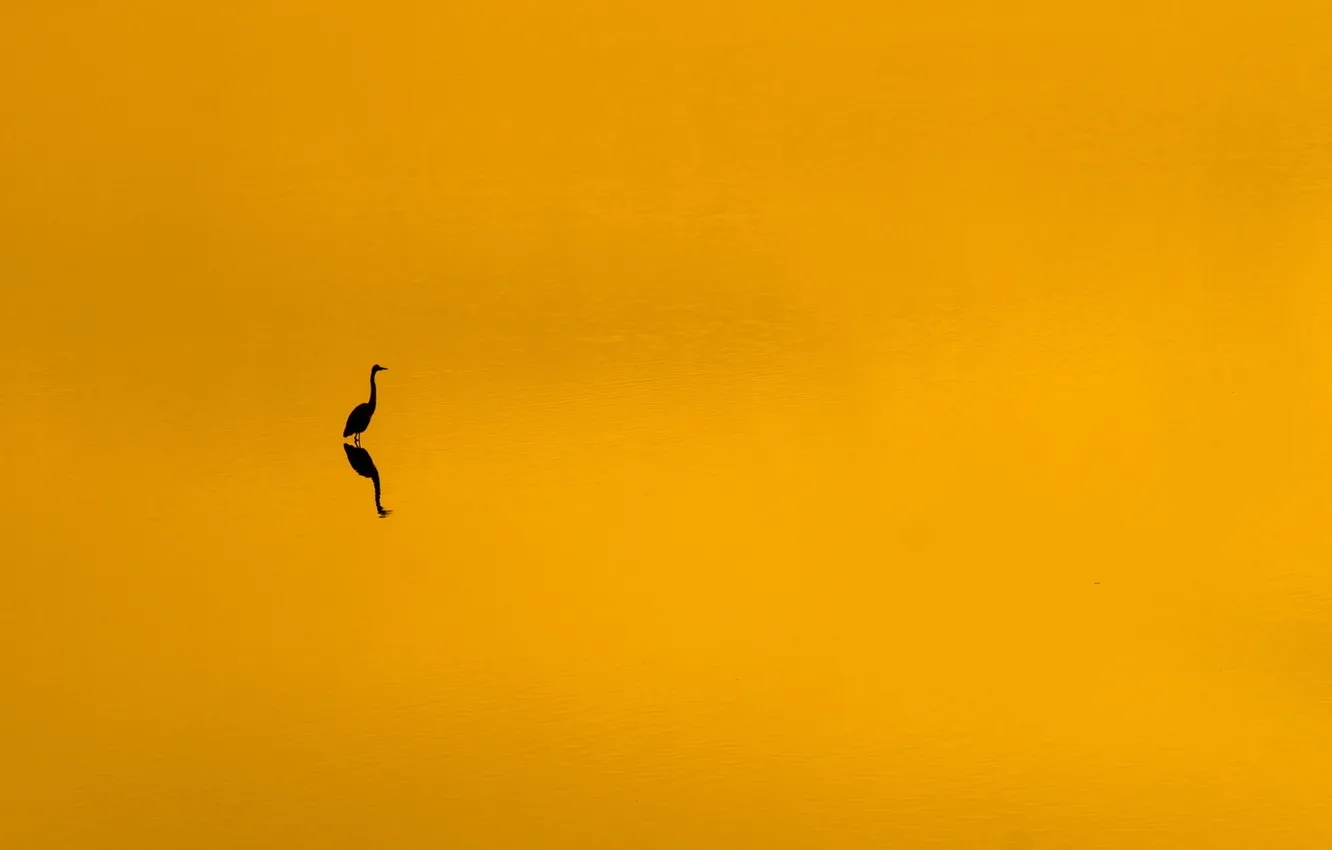 Photo wallpaper sunset, bird, minimalism