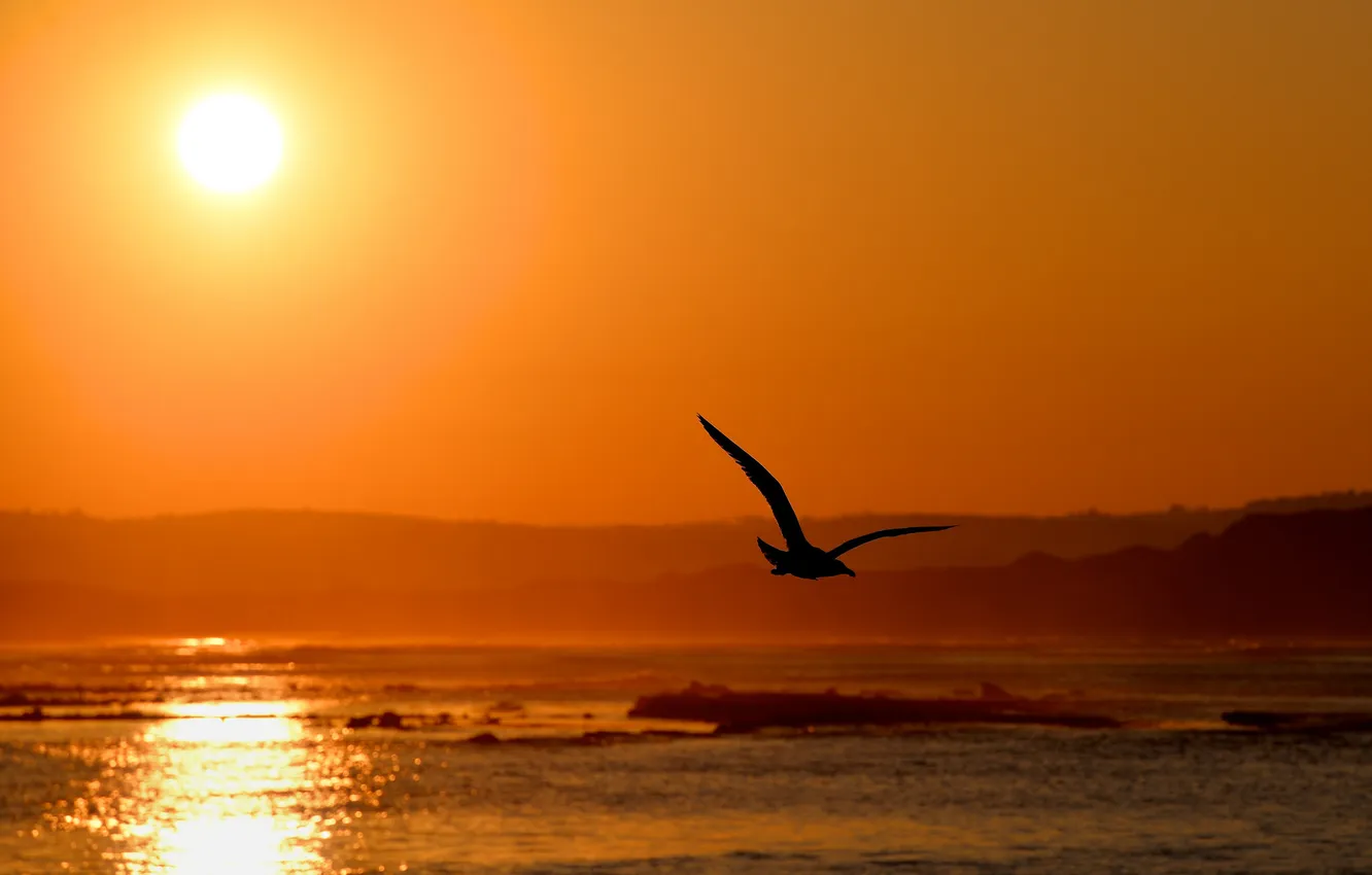 Photo wallpaper the sun, sunset, mountains, lake, bird, silhouette