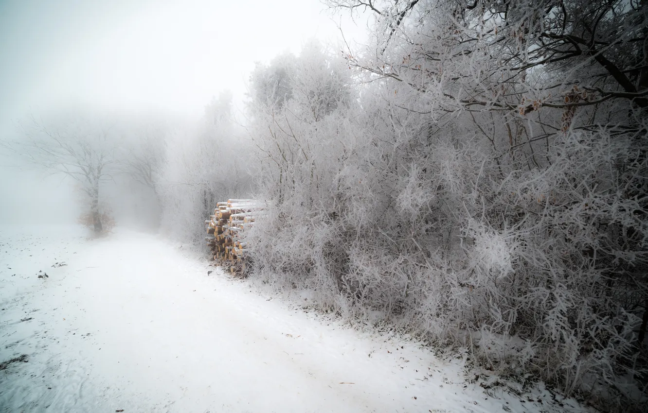 Photo wallpaper winter, frost, fog, wood