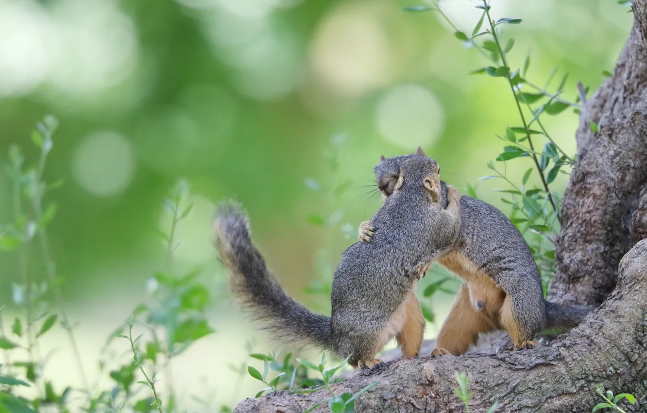 Photo wallpaper a couple, proteins, hugs