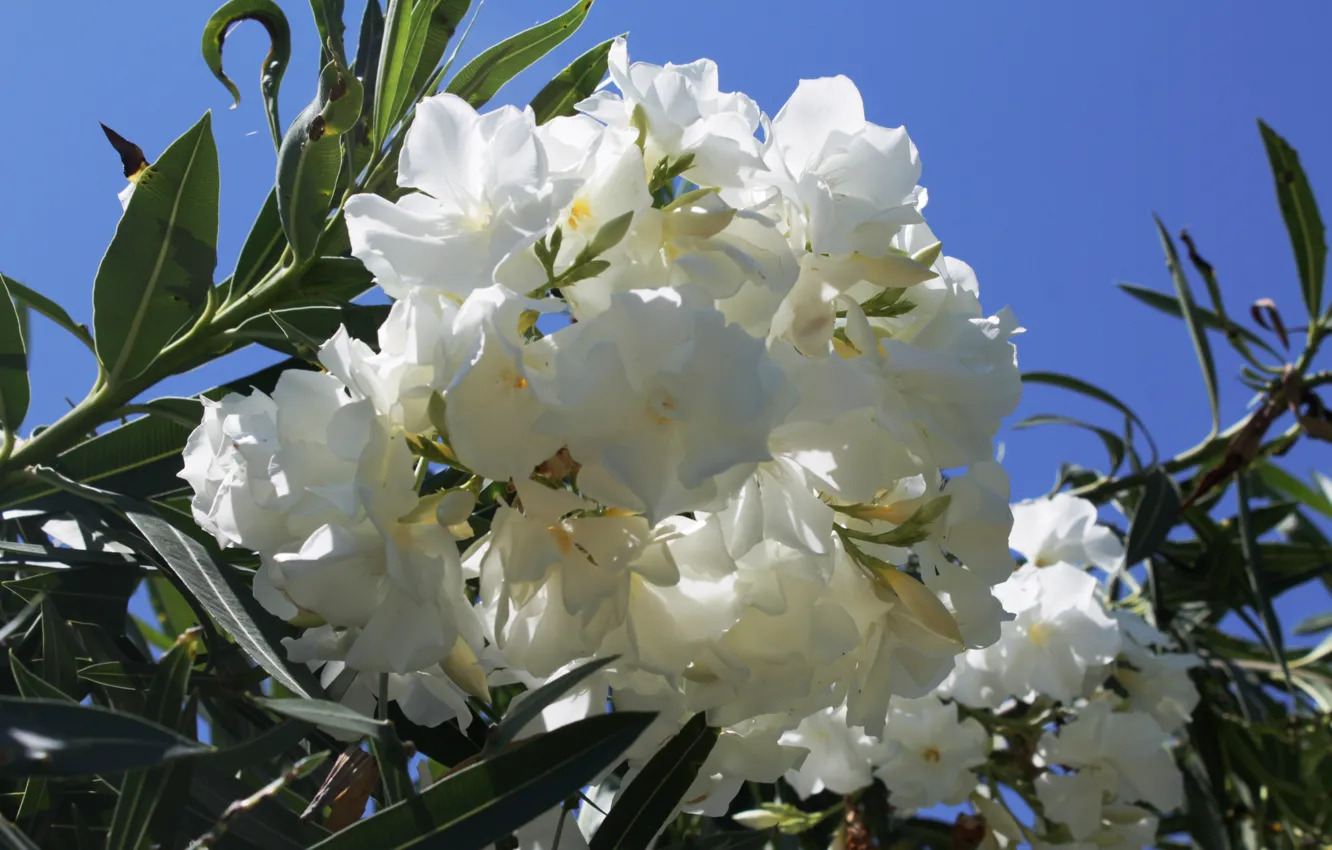 Photo wallpaper white, the sky, flowers, blue