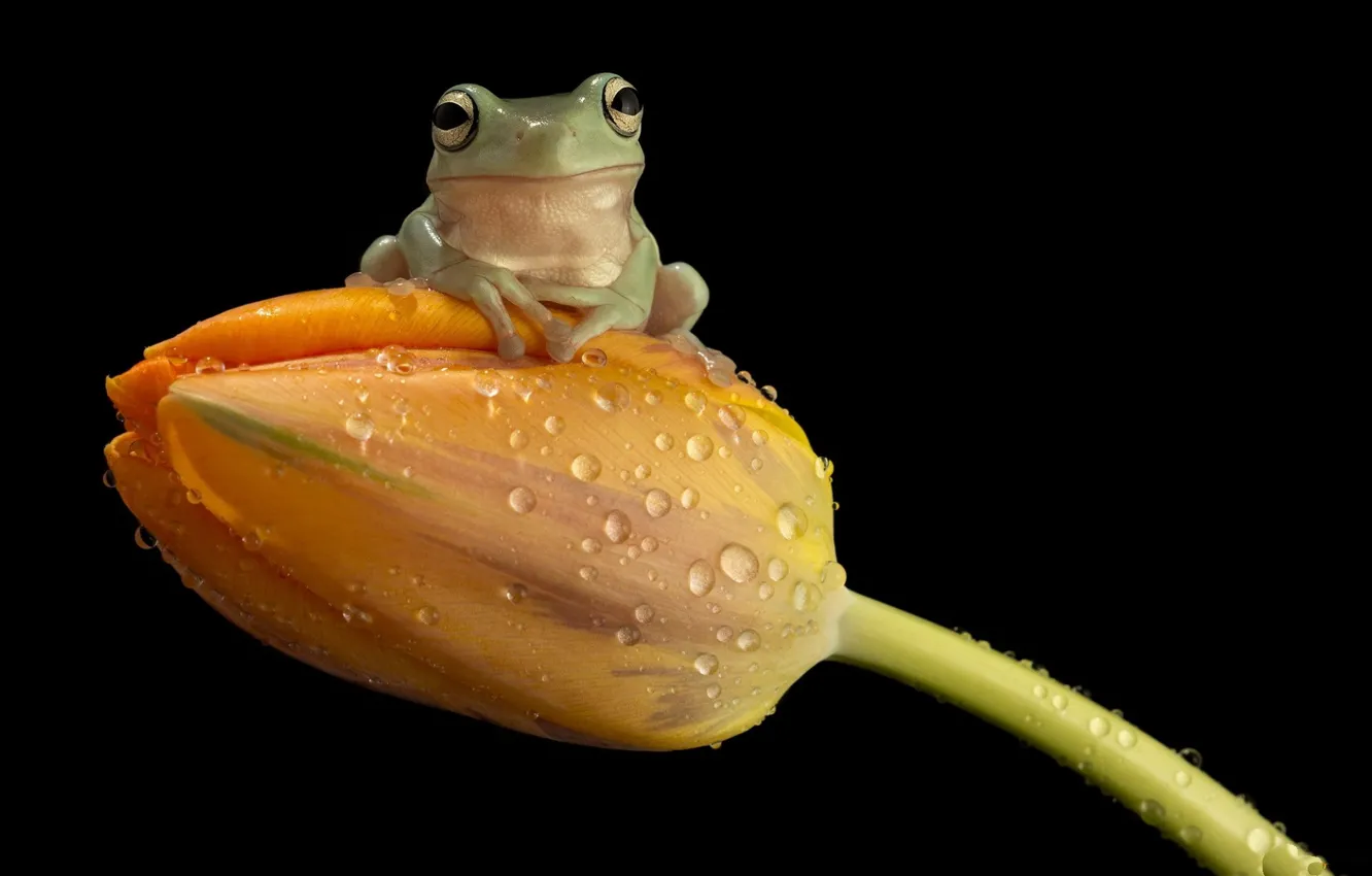 Photo wallpaper wallpaper, animals, cute