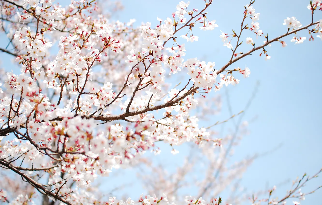 Photo wallpaper trees, spring, flowering