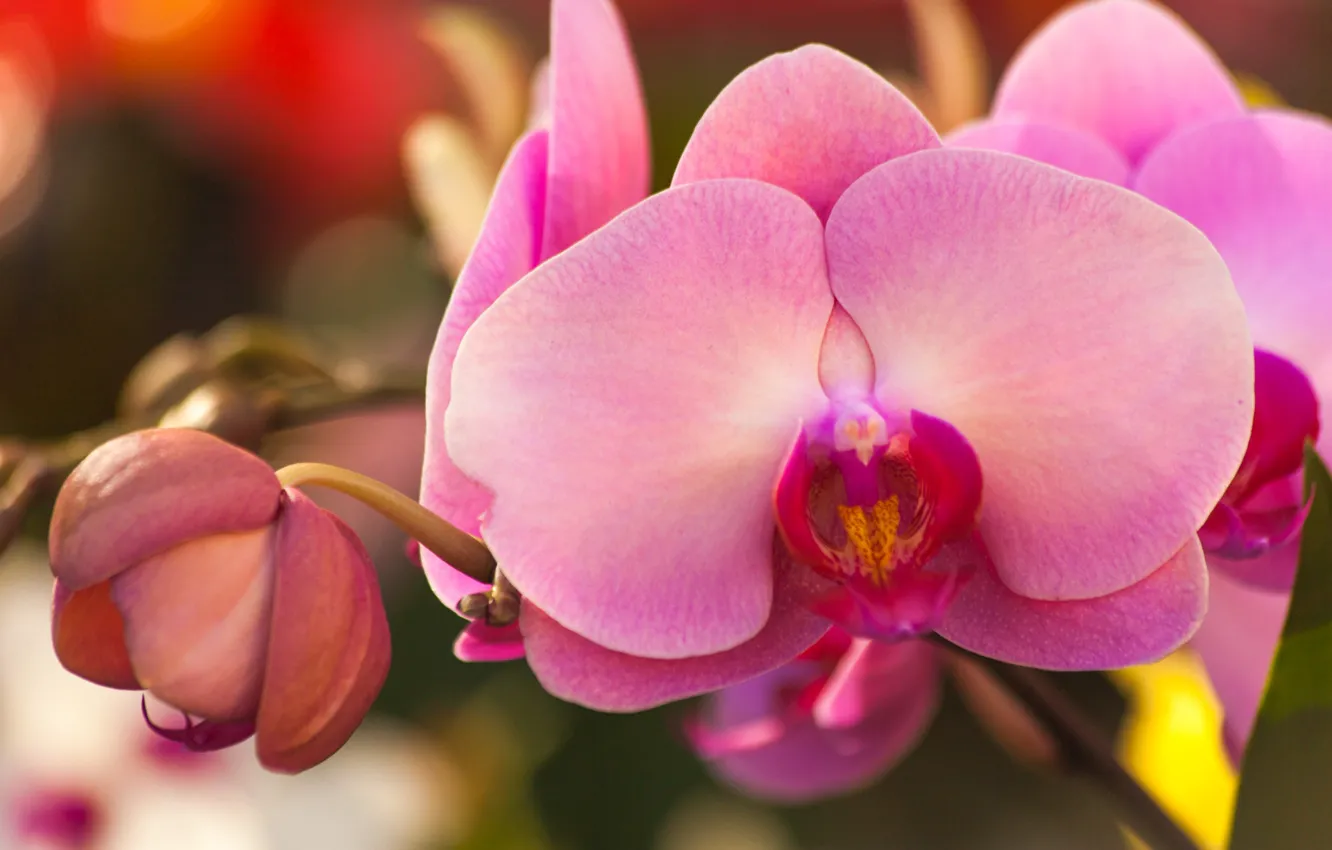Photo wallpaper macro, buds, Orchid, Phalaenopsis