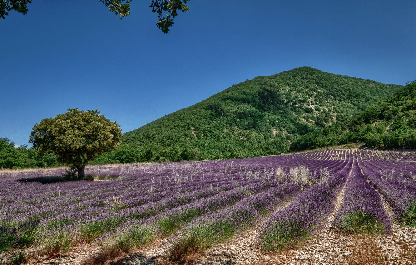 Photo wallpaper field, the sky, tree, hill, trees, fields, lavender, lavender