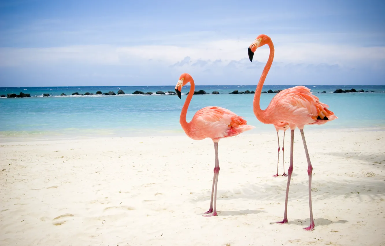 Photo wallpaper sea, beach, Flamingo