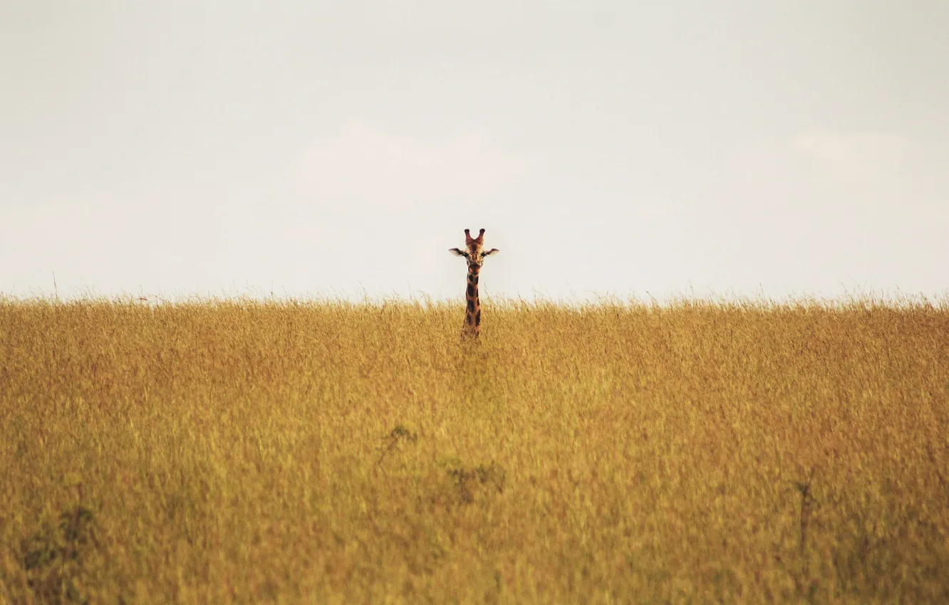 Photo wallpaper giraffe, savannah, wildlife, neck